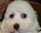 Boosook